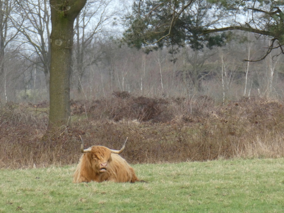 Even rust - Zoogdieren - 