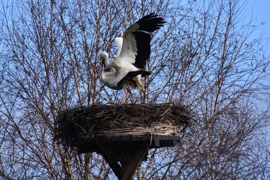 Even terug op beide poten - Vogels - 