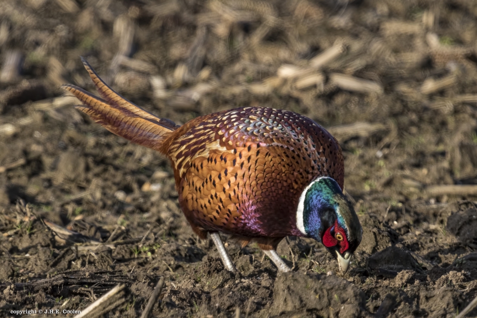 Fazant (Phasianus colchicus) - Vogels - Fazant