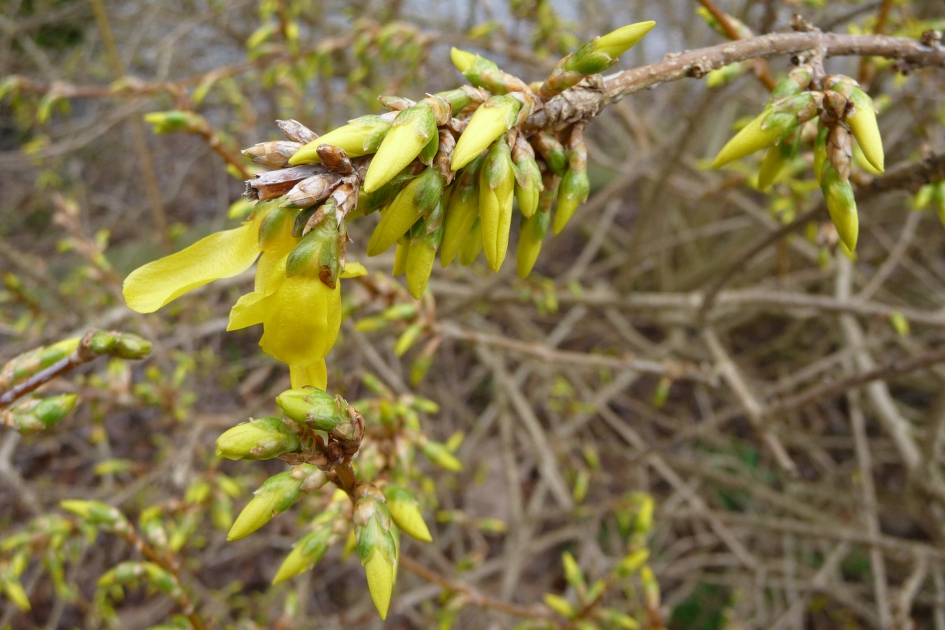 Forsythia - Planten - 