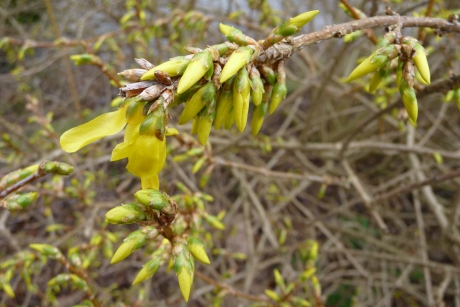 Forsythia