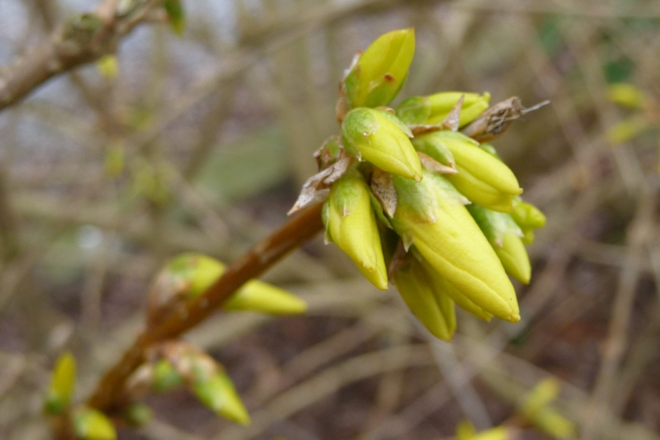 Forsythia - Planten - 