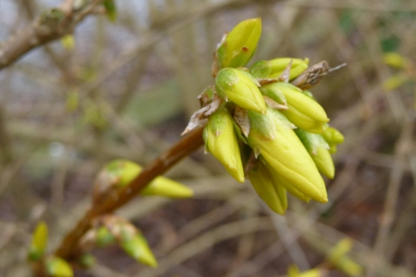 Forsythia
