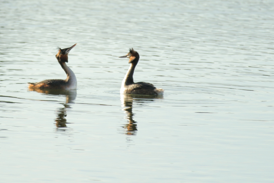 fuut m + v - Vogels - fuut
