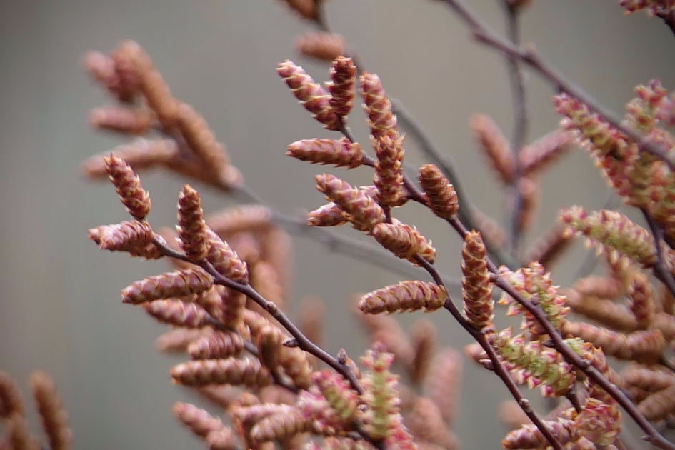 Gagel - Planten - Gagel