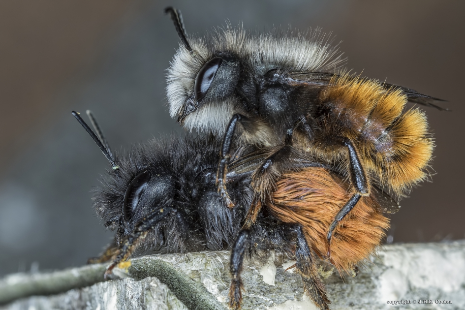 Gehoornde metselbij - Geleedpotigen - Gehoornde metselbij