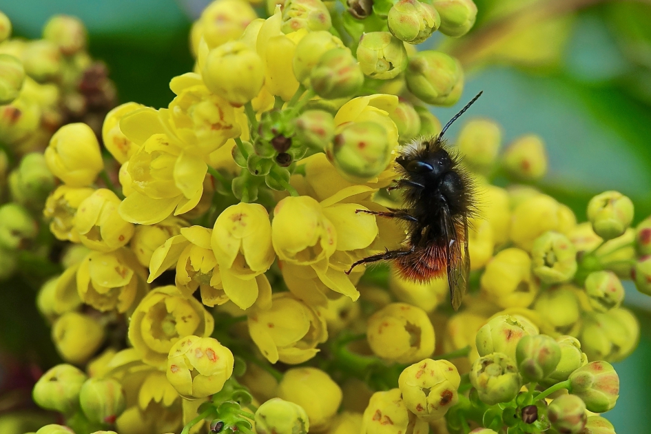 Gehoornde Metselbij man - Geleedpotigen - Gehoornde Metselbij