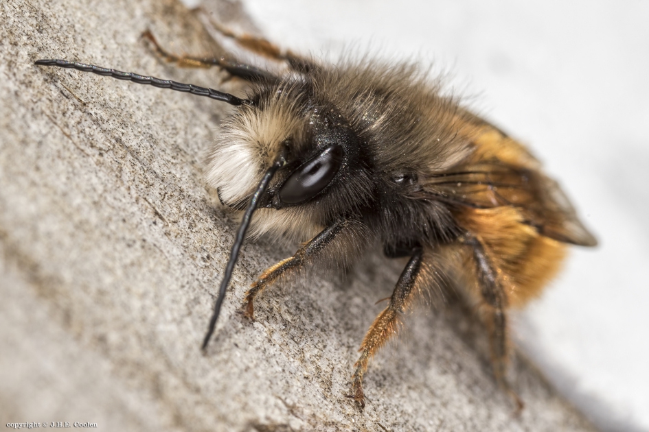 Gehoornde metselbij (man) - Geleedpotigen - Gehoornde metselbij