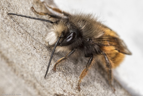 Gehoornde metselbij (man)