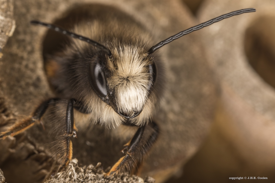 Gehoornde metselbij (Osmia cornuta) - Geleedpotigen - Gehoornde metselbij