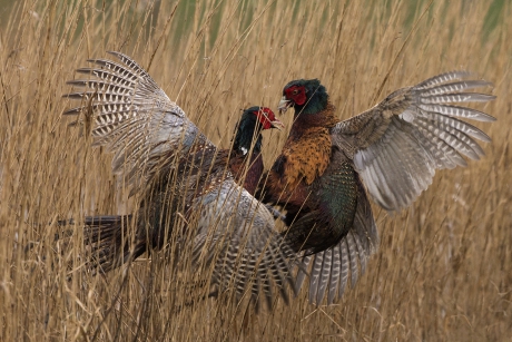 Gevecht in het riet ...
