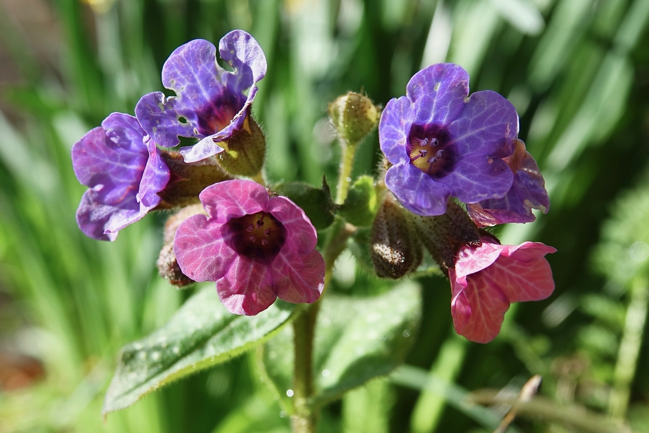 Gevlekt Longkruid - Planten - 