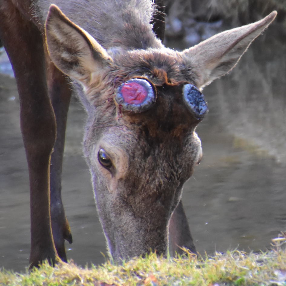 Geweiwissel bij edelhert 2 - Zoogdieren - Edelhert
