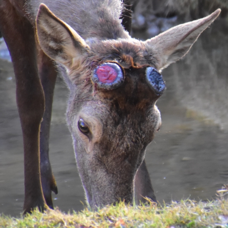 Geweiwissel bij edelhert 2