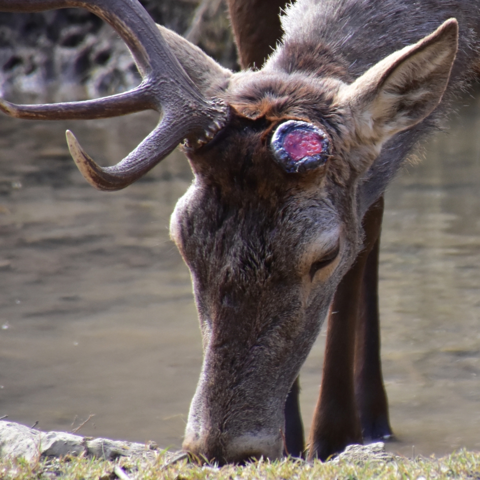 Geweiwissel bij edelhert - Zoogdieren - Edelhert