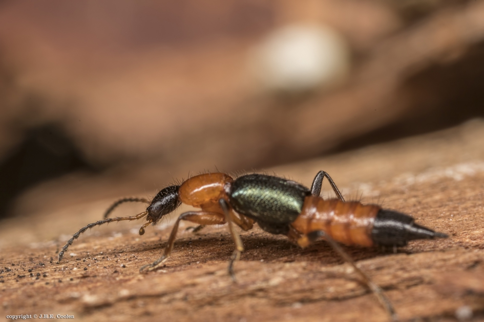 Gewone oeverkortschildkever - Geleedpotigen - Gewone oeverkortschildkever
