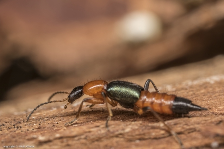 Gewone oeverkortschildkever
