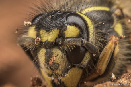 Gewone wesp (Vespula vulgaris)