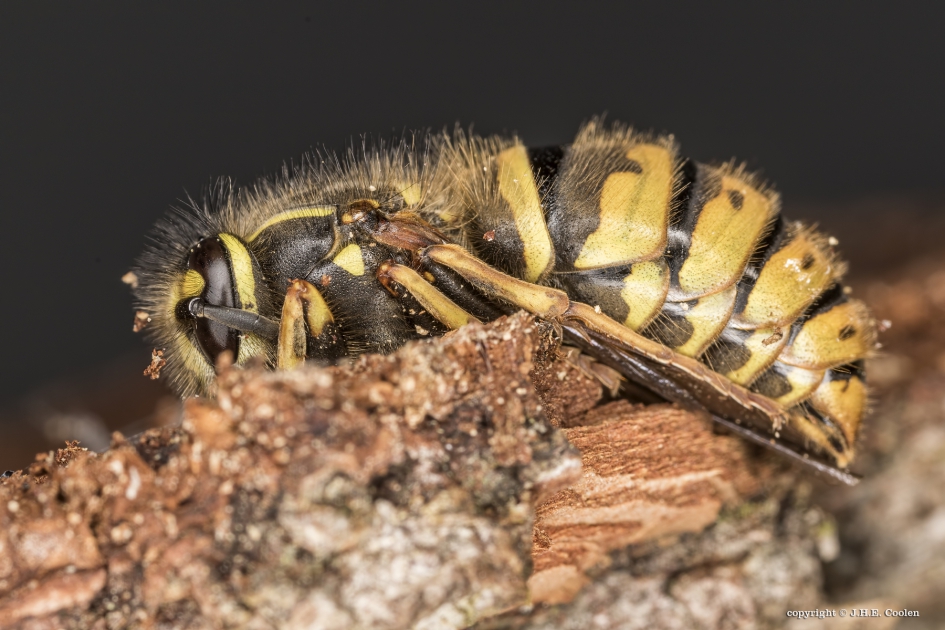 Gewone wesp (Vespula vulgaris) - Geleedpotigen - Gewone wesp