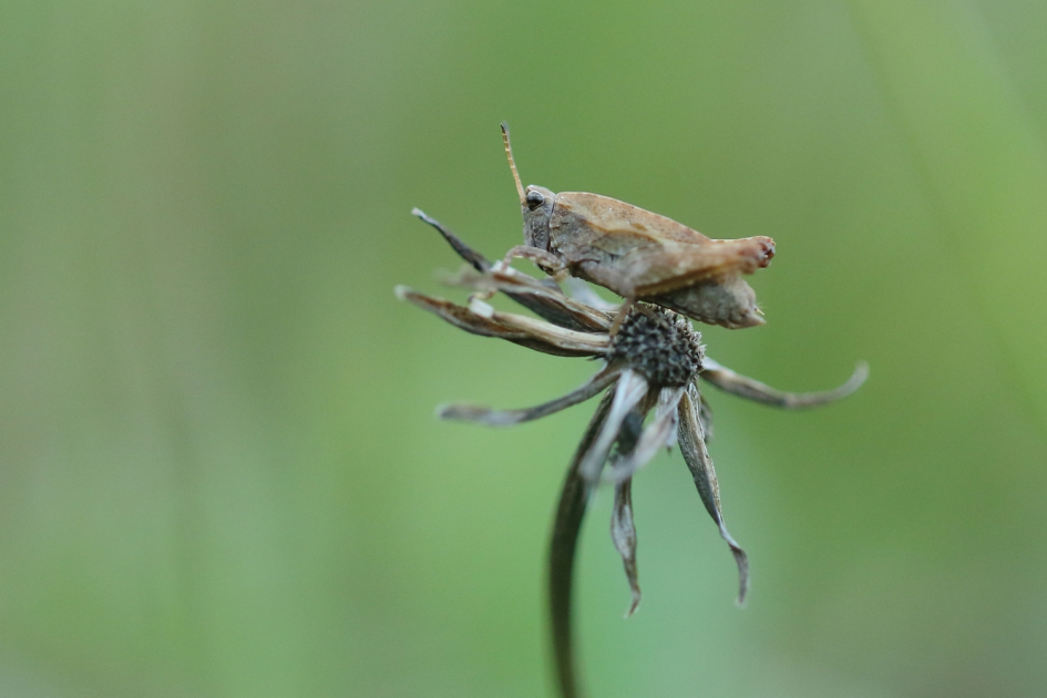 gewoon doorntje - Geleedpotigen - gewoon doorntje