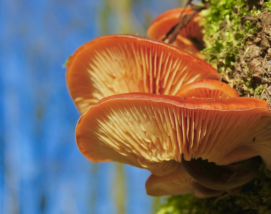 Gewoon Fluweelpootje - Schimmels - 