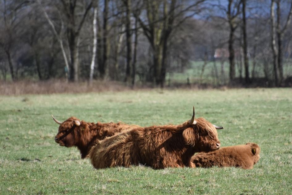 Gezellig met moeder en tante - Zoogdieren - 