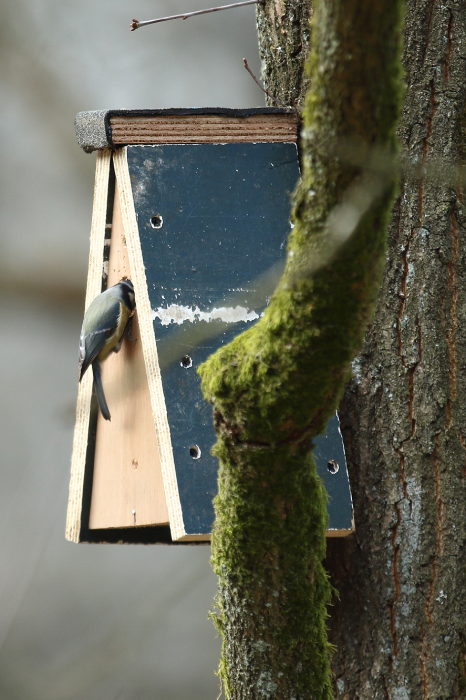 gluren bij de buren - Vogels - pimpelmees