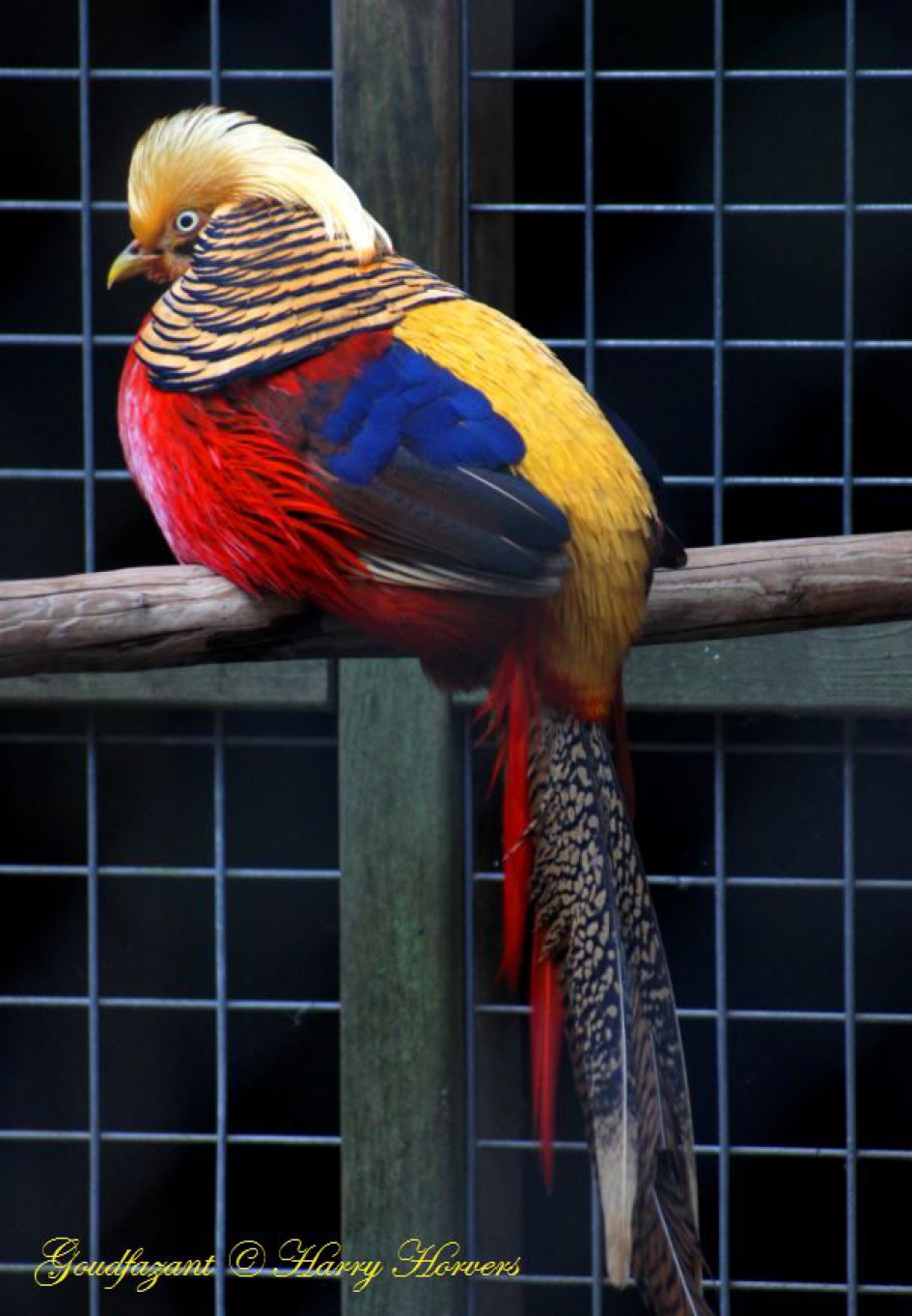 Goudfazant - Vogels - Goudfazant