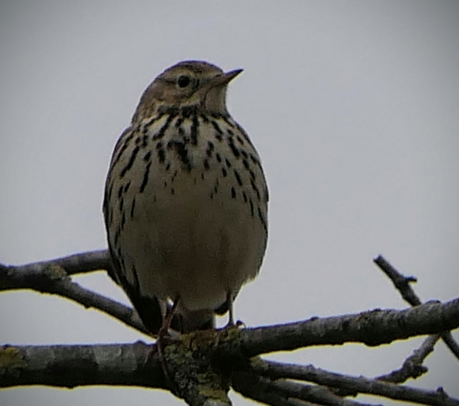Graspieper - Vogels - Graspieper