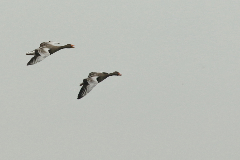grauwe ganzen - Vogels - grauwe gans