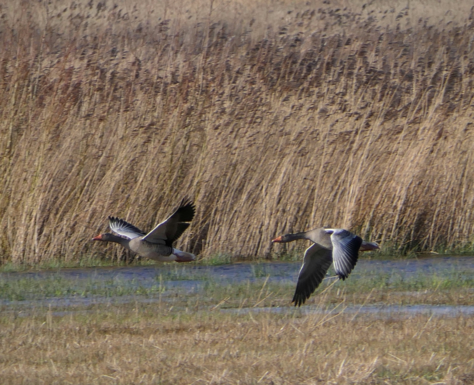 Grauwe ganzen - Vogels - Grauwe gans