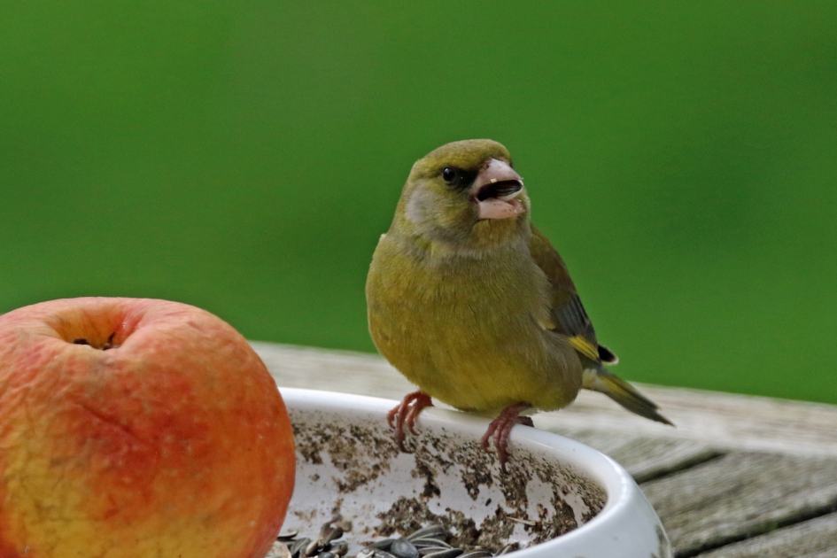Groenling met zonnebloempit - Vogels - 