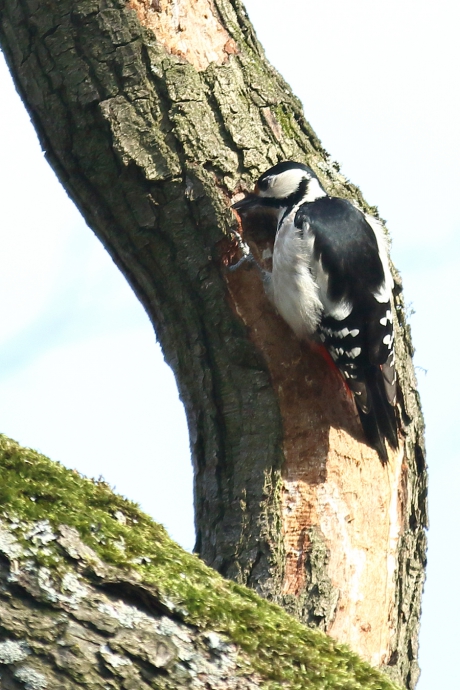 grote bonte specht -v-