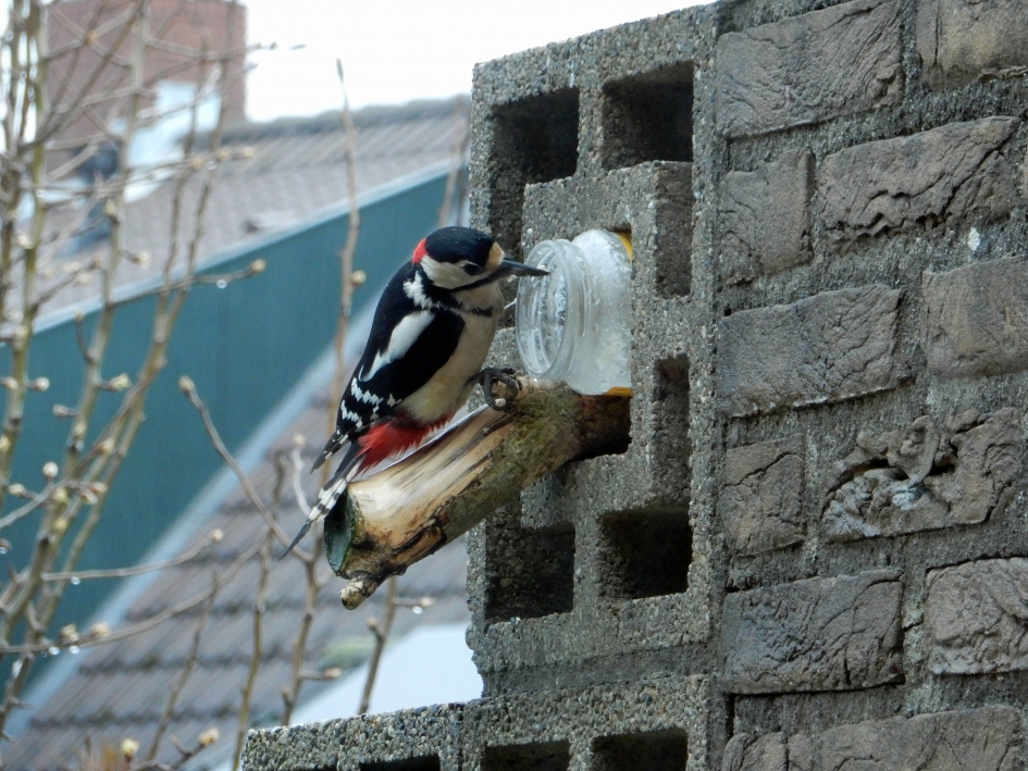 Grote Bonte Specht eet vogelpindakaas - Vogels - Grote Bonte Specht