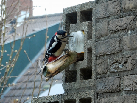 Grote Bonte Specht eet vogelpindakaas