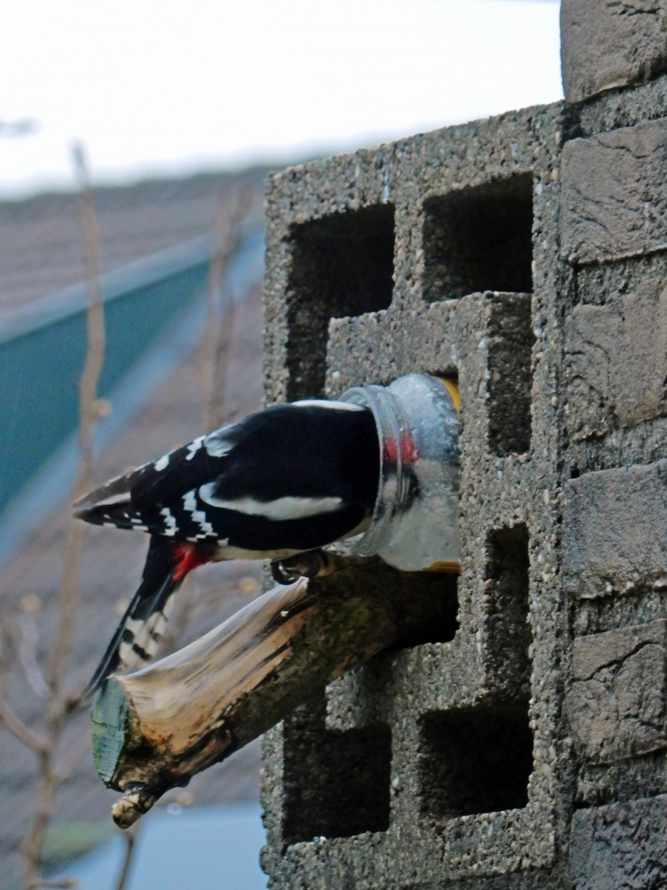 Grote Bonte Specht gaat vol voor de pindakaas - Vogels - Grote Bonte Specht