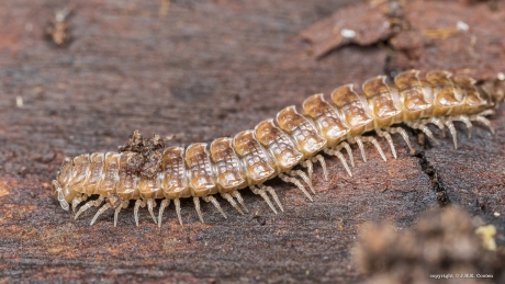 Grote platrug (Polydesmus angustus)