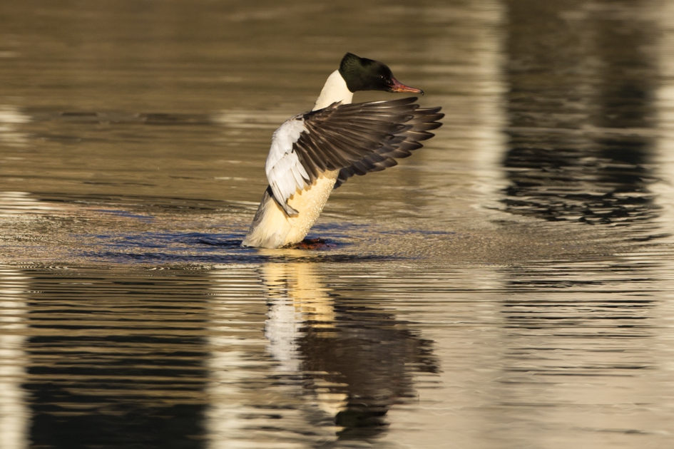 Grote Zaagbek - Vogels - Grote Zaagbek