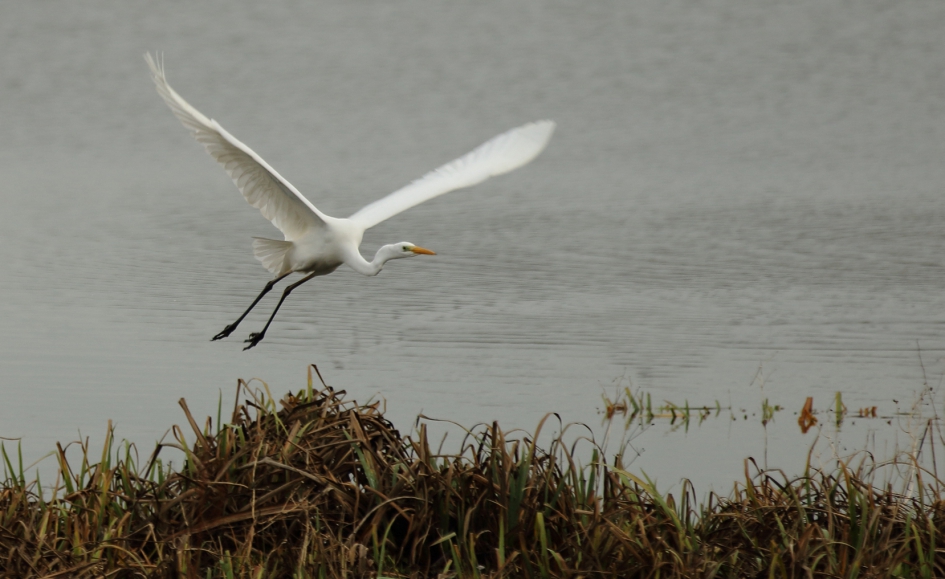 grote zilverreiger - Vogels - grote zilverreiger