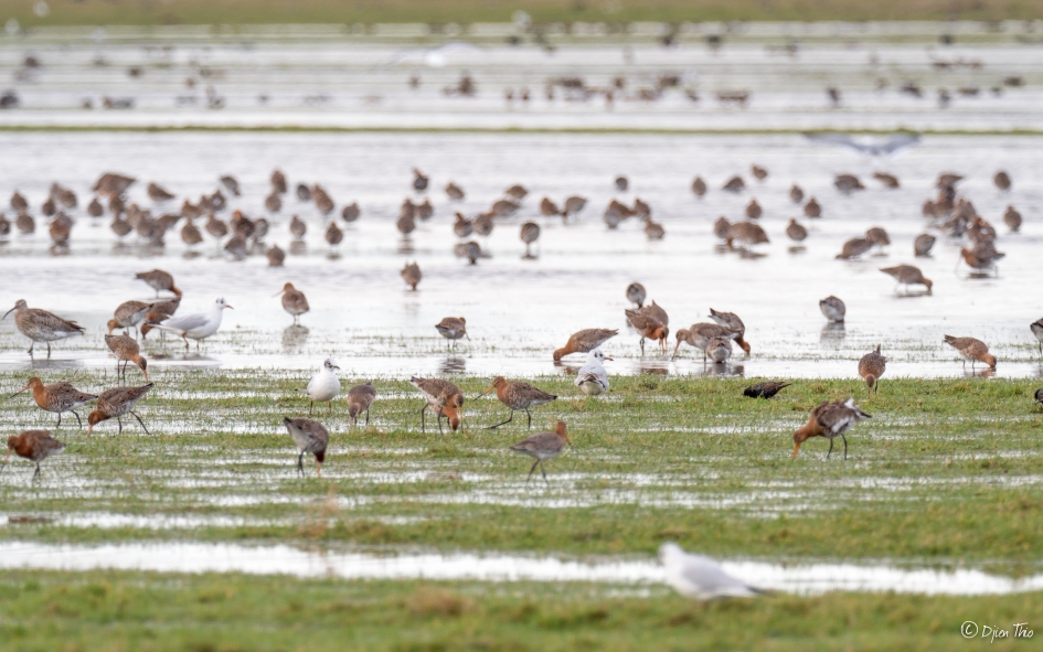 Grutto's zijn terug! - Vogels - Grutto