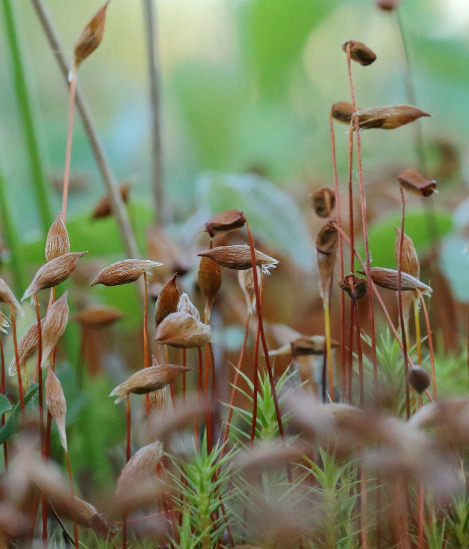 haarmos - Planten - fraai haarmos
