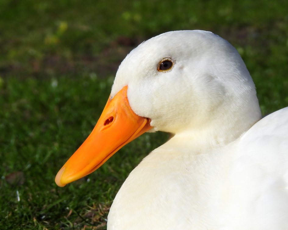 Hagelwit en koninklijk oranje - Vogels - Indische loopeend
