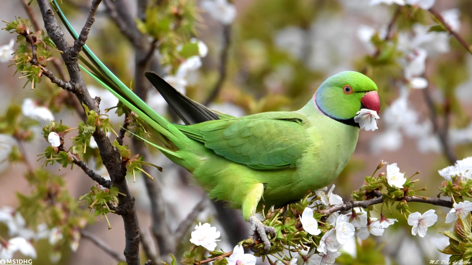 Halsbandparkiet met bloem - Vogels - Halsbandparkiet