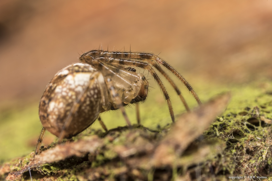 Hangmatspin - Geleedpotigen - Hangmatspin