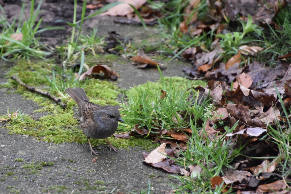 Heggenmus - Vogels - 