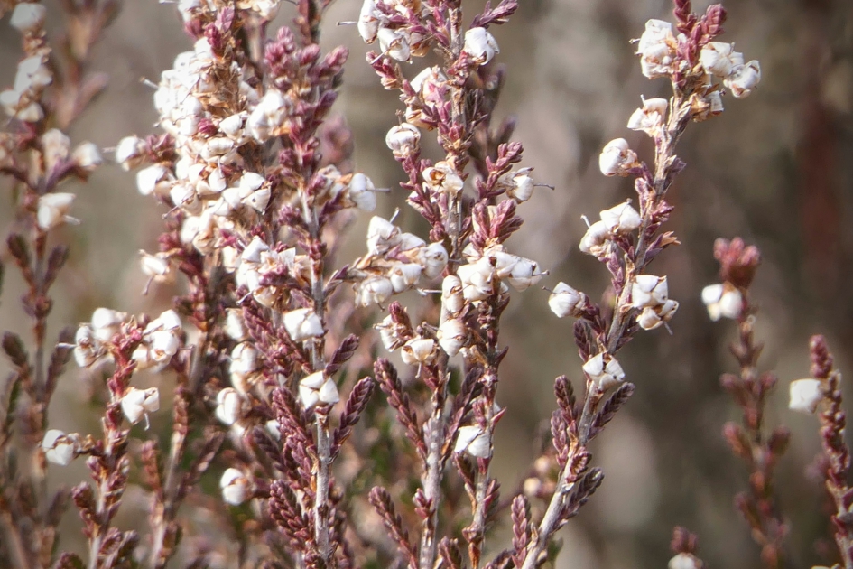 Heideboeket. - Planten - Heide