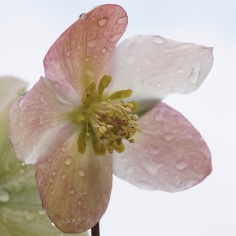 Helleborus tussen de buien door