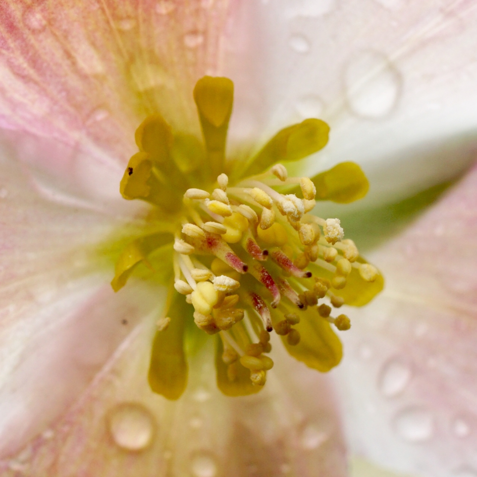 Helleborus tussen de buien door - Planten - Kerstroos