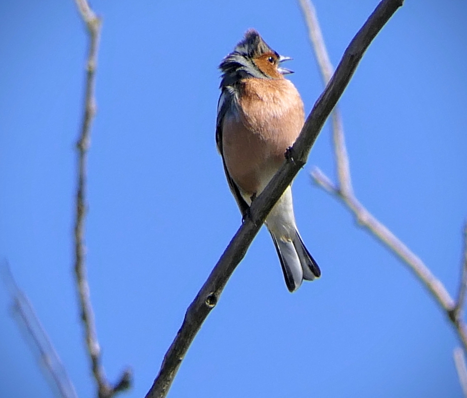 Het hoogste lied. - Vogels - Vink