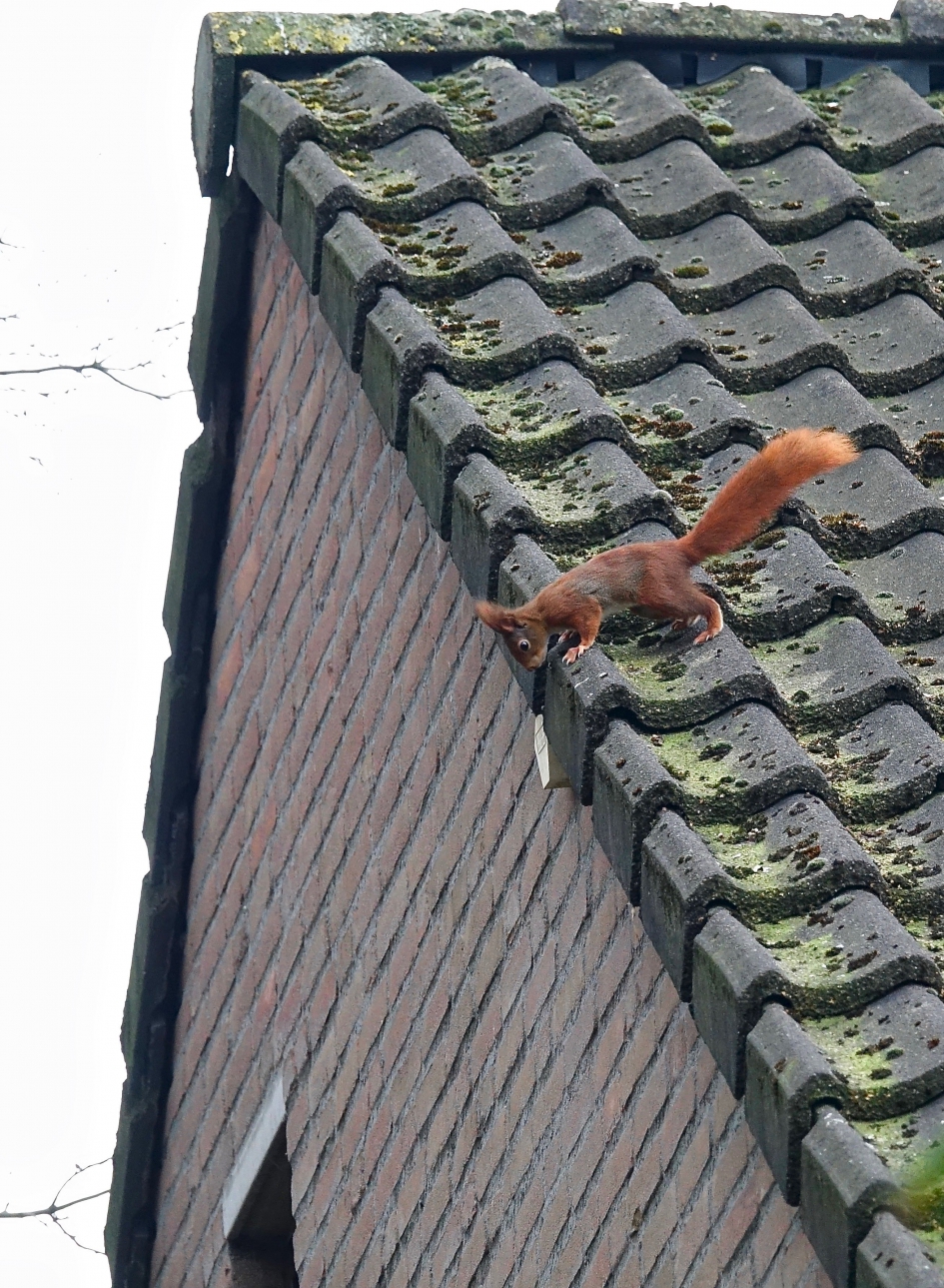 Hoe nu verder? - Zoogdieren - Eekhoorn